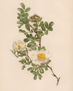 English Rose by English School